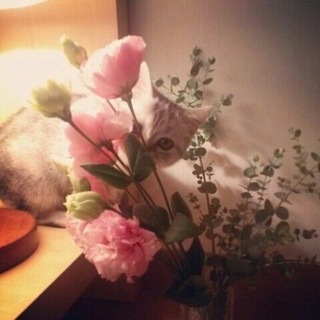 Логотип @al_haaya - الحياء جزء من الإيمان 🎀