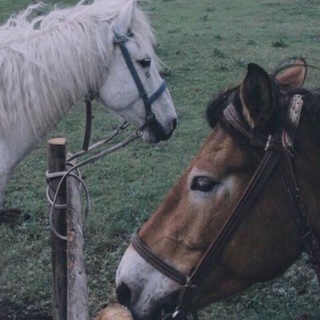 Логотип @al_shams - 𝒜𝓁 𝒮𝒽𝒶𝓂𝓈