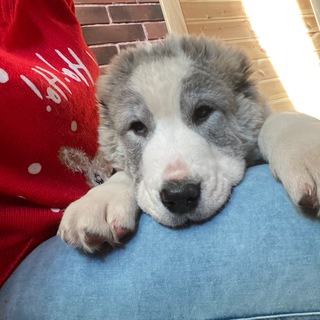 Логотип @alabai_life - Alabai_my_life