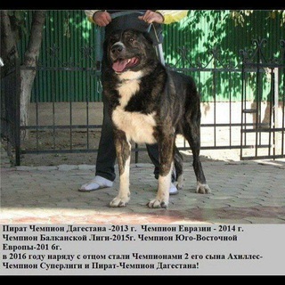 Логотип @alabay_itlar - NOMER1 ALABAYLAR💪🇺🇿