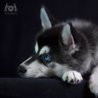 Логотип @alaskankai - Аляскинский кли кай (мини хаски кли-кай) Alaskan klee kai (mini husky)