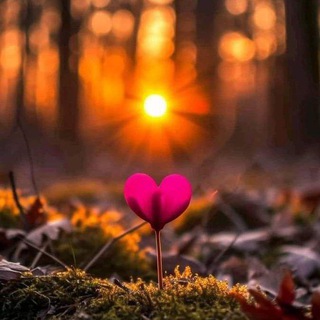 Логотип @alchimiadelleessenze - Alchimiadelleessenze-Medicina Vibrazionale,Spiritualità, Floriterapia: La Parola dell'Anima 🌸