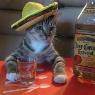 Логотип @alcoifo - Комната Алкоголика