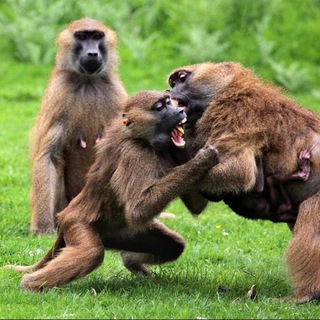 Логотип @alemdpal - Конченый 18+