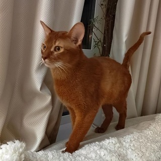 Логотип @alexabissi - Абиссинец Алекс🐱