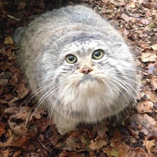 Логотип @alexi1www - Alex1i (Ygadai_chto_vikiny)