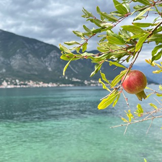 Логотип @alf_in_montenegro - ALF in Montenegro