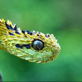 Логотип @aliareptilias - Царство рептилий🐢🐍🦎🐊