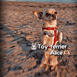 Логотип @alice_toyterrier - Элис🤍