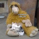 Логотип @alicemosch - Неопознанный горный козлик