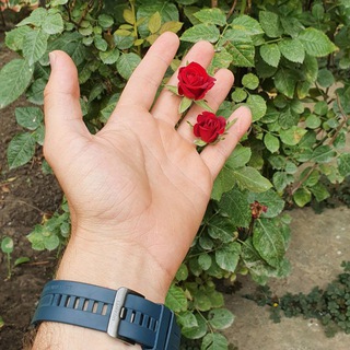 Логотип @alievich_m - Нашиды от Alievich_m