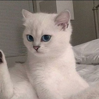 Логотип @alikhakker - Маник/идеи🌺