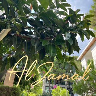 Логотип @aljamaloftheworld - AlJamal