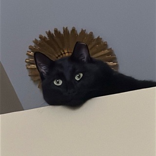 Логотип @all_is_gucci - All is Gucci