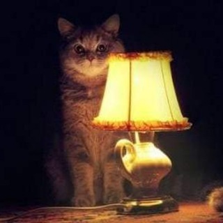 Логотип @all_love_cat - 🐈 Кошачий уголок