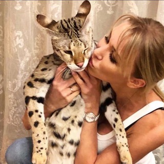 Логотип @alla_nechaenko - АЛЛА НЕЧАЕНКО 😻 life cats❤all'amour cattery