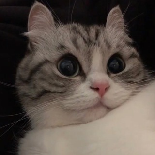 Логотип @allcashchat - VPive