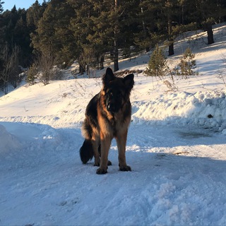 Логотип @allemoteenpts - 🌿•Teen & Pets•🌿