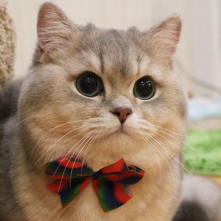 Логотип @allimancattery - AlLiMan Cattery