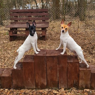 Логотип @almadesteol - Alma De Steol (Альма Де Стеол)- питомник собак породы той-фокстерьер. Жизнь питомника без фильтров 😉