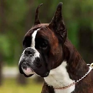 Логотип @almadinaks - Питомник Алмадинакс Almadinaks boxers питомник немецких боксеров, У нас вы можете купить щенка боксера. Доставка в любой регион.