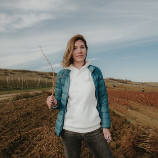 Логотип @almavitis - Альма Витис | здесь рождается вино