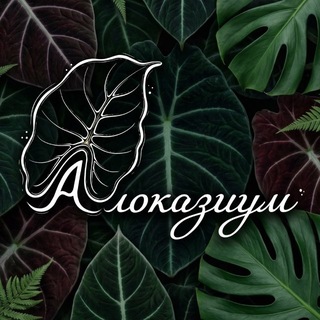 Логотип @alocasium - Алоказиум