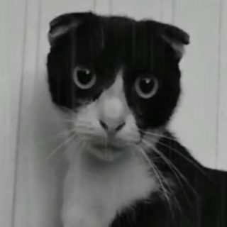 Логотип @aloneksey_live - Aloneksey Live