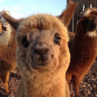 Логотип @alpacainvest - Alpaca Invest