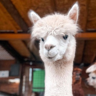 Логотип @alpacaland - Alpaca land 🦙