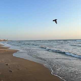 Логотип @alqaamaar - ➳