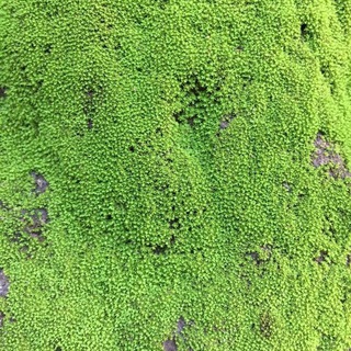 Логотип @alshevskaya - Alshevskaya