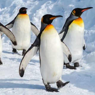 Логотип @alt_linux_team - ALT Linux Team