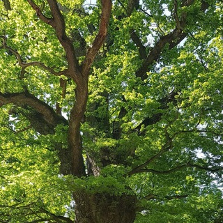 Логотип @alteswissen - Altes Wissen, neu entdeckt - was die Vorfahren noch wussten