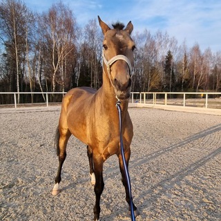 Логотип @altmenteke - Ахалтекинец Алтмен - конь-огонь