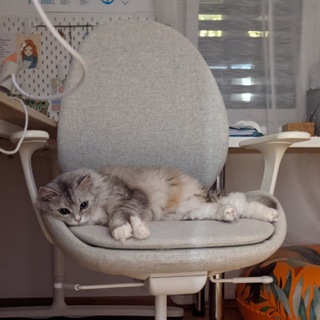 Логотип @alumni_cats - Ностальгические котики-выпускники