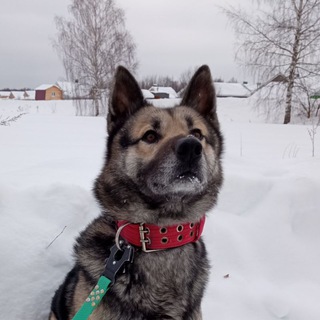 Логотип @aluonaidogs - 🥔𝑇𝑜𝑠ℎ𝑎 𝐾𝑎𝑟𝑡𝑜𝑠ℎ𝑎🥔