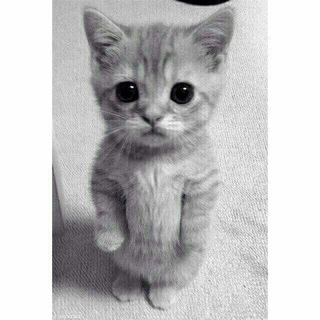 Логотип @alwafaia - قٌِٓاَّٰرٌِٰوّْٰرٍُٓهٌِٰٓ⁺⁽♀😻✯₎₊Qᵃʳᵒʳᵃ❥