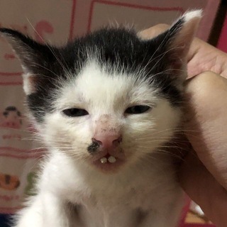 Логотип @always_for_free - do whatever you like!