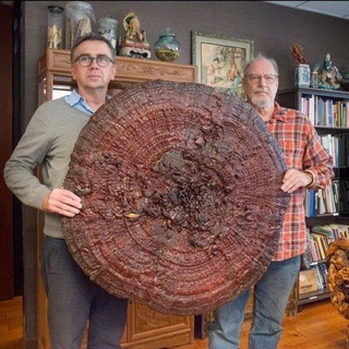 Логотип @amanitafamily - 🍄СЕМЕЙСТВО АМАНИТОВЫХ