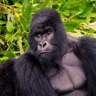 Логотип @amazing_afrika - Туры в Африку