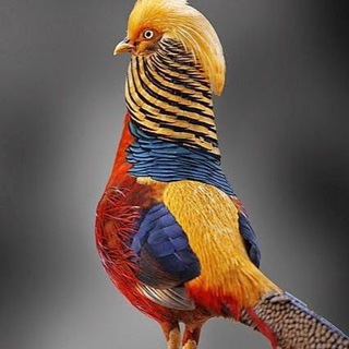 Логотип @amazing_animalsua - Дивовижні тварини світу