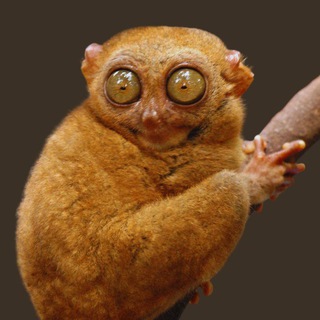 Логотип @amazing_fotos - Смешные животные