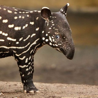 Логотип @amazinganimals1 - Удивительные животные мира🐉🐊🐍🦎