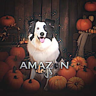 Логотип @amazondoggy - 𝐚𝐦𝐚𝐳𝐨𝐧 𝐝𝐨𝐠𝐠𝐲ᶜʰᵃᶰᶰᵉᶫ