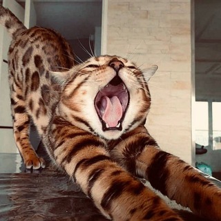 Логотип @ambassador_a77 - 𝑨𝟕𝟕