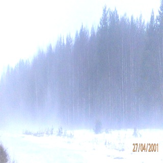 Логотип @amcsl - спекулятивный лесничок