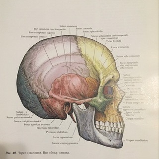 Логотип @amebbbka_tut - Амебкина учеба (медицина)