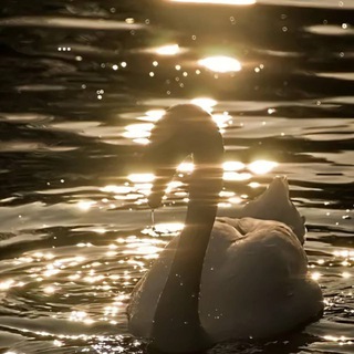 Логотип @amirzades - 𝑃𝑒𝑎𝑟𝑙 𝑃𝑒𝑎𝑐𝑒