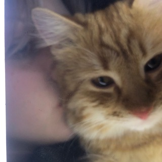 Логотип @amogusxer - вино и сигареты